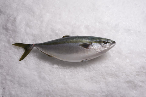 Albacore Tuna