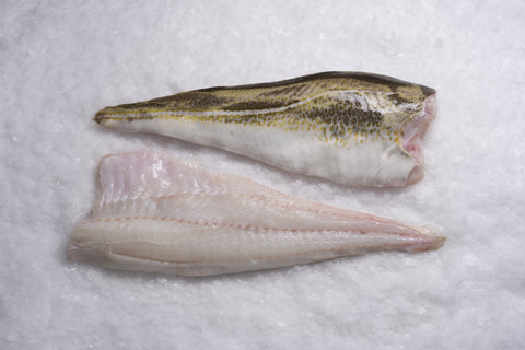 Atlantic Cod