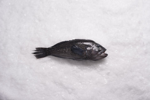 Black Sea Bass