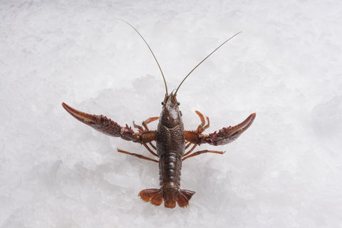 Crawfish