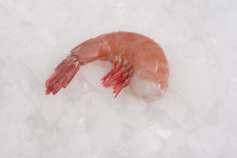 Fresh Shrimp